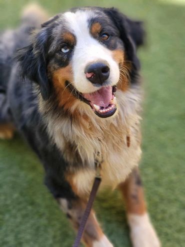 Bernese mountain dog