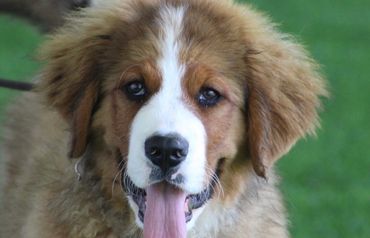 Red Bernese mountain dog