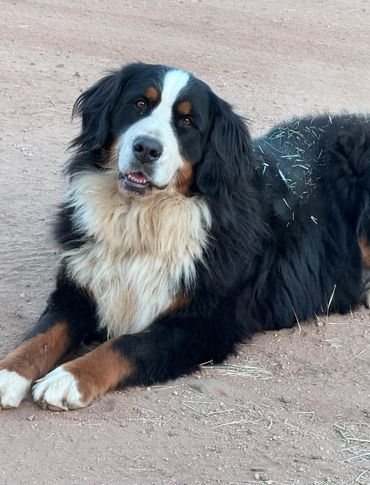 Bernese mountain dog