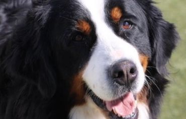 Bernese mountain dog