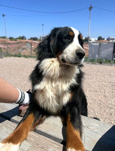 Bernese mountain dog