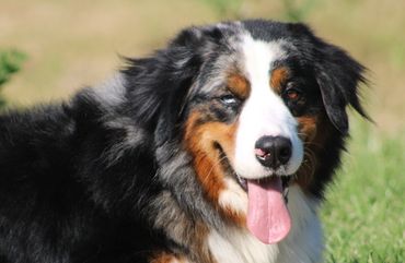 Blue merle Bernese mountain dog