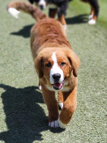 Red Bernese mountain dog