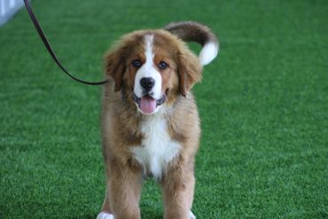 Red Bernese mountain dog