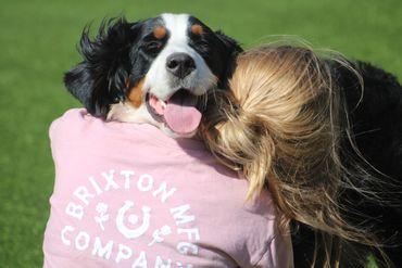 Bernese mountain dog