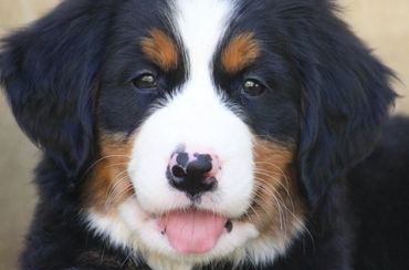 Bernese mountain dog
