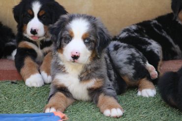 Blue merle Bernese mountain dog