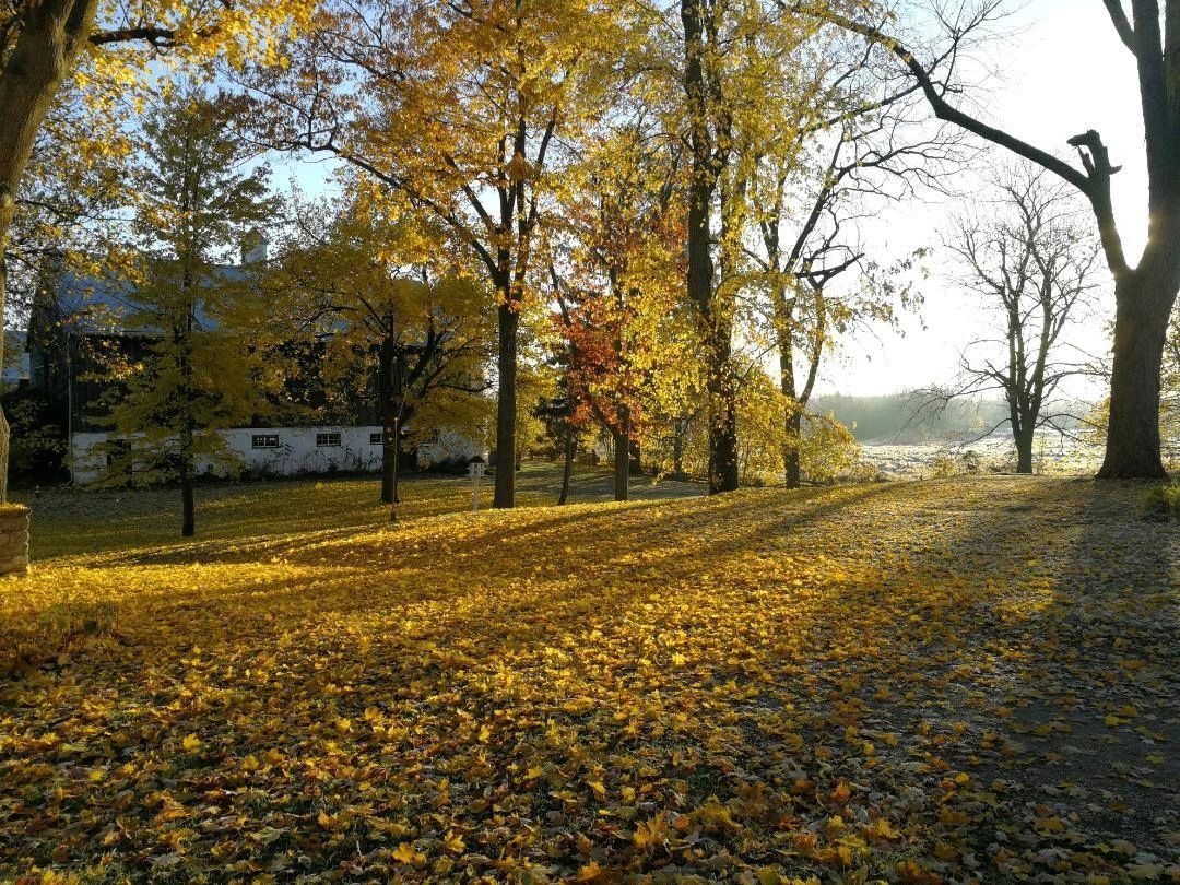 Autumn scene with golden leaves covering the ground and sunlight filtering through trees.