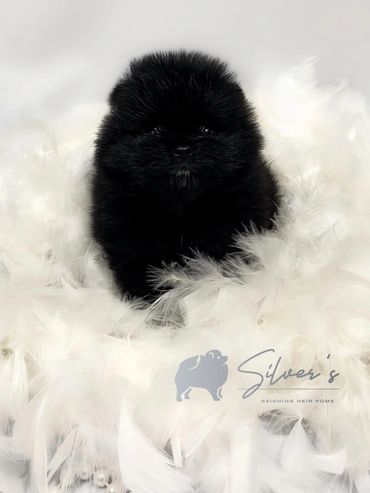 Reigning Heir Dark Knight “Ash” is currently under evaluation as a show/breed prospect.