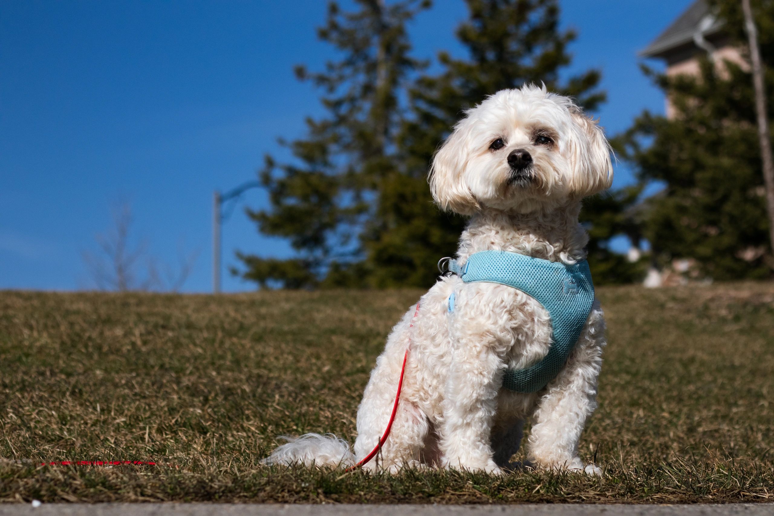Dog sitting in park green grass sunny day cute pet outdoor photo.