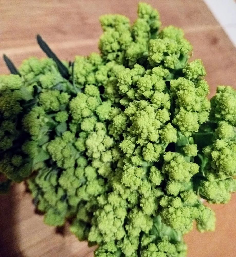 Romanescu Broccoli is a speciality of Wild Rose Garden Systems