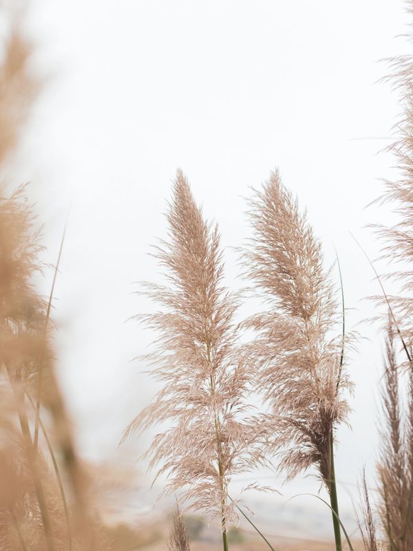 Soft pampas grass symbolizing calm, growth, and personalized tutoring for kids.