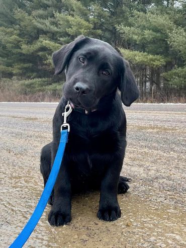 Black Labrador puppy tilting head on a leash outdoors.