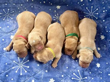 Five newborn puppies with colored collars on a blue star-patterned blanket.