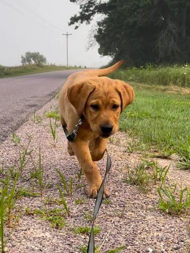 A brown puppy walks on the roadside with a leash.