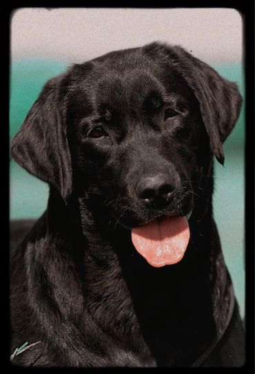 Close-up of a happy black Labrador retriever with tongue out.