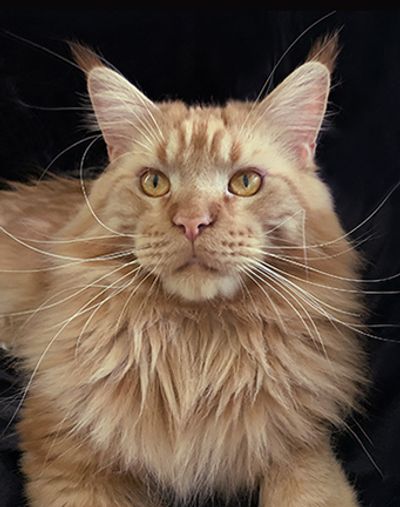 Solid Red Maine Coon. Father of maine coon kittens - Afonia