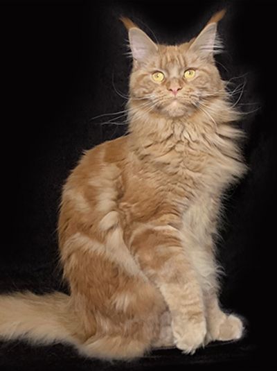 Solid Red Maine Coon.