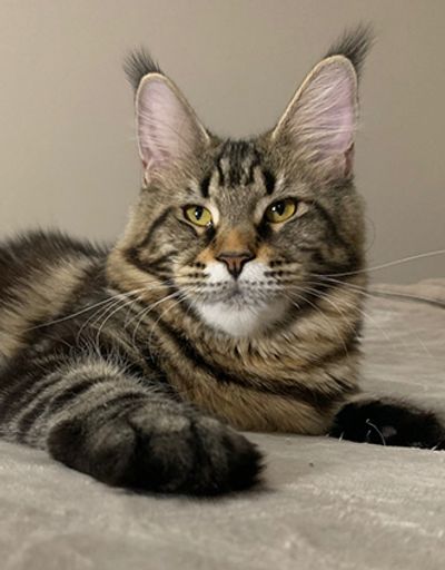 Maine Coon Kittens and Cats