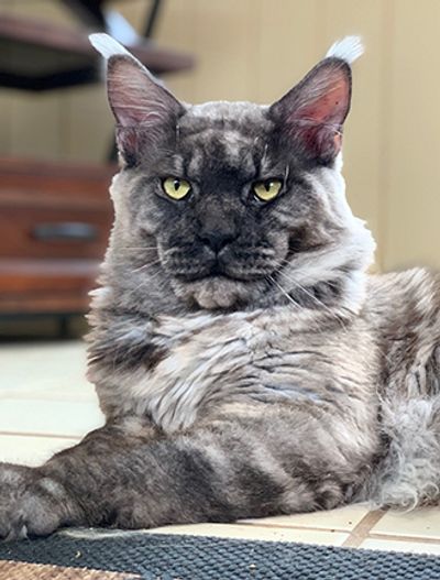 Black Smoke Maine Coon cat.