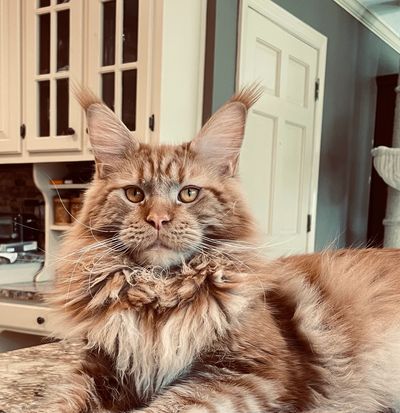 Solid Red Maine Coon.