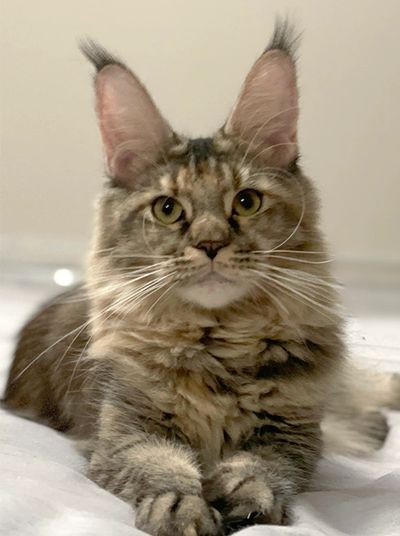 100 % European Purebred Maine Coon Kittens for sale