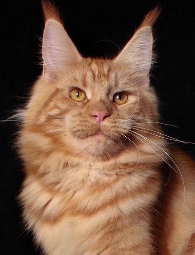 Solid Red Maine Coon.