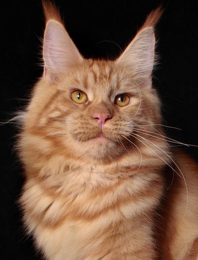 Mother of maine coon kittens - Emily. Solid Red Maine Coon Cat