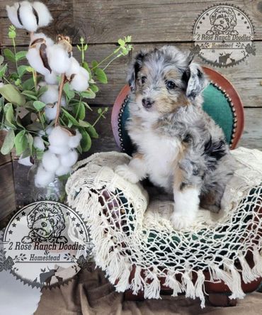 Beautiful blue merle puppy sitting in a chair with a mason jar of cotton on stems sitting beside it