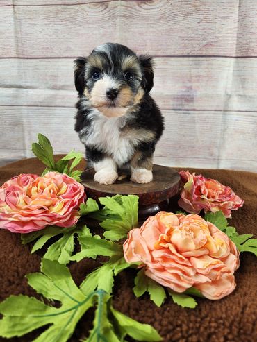 Black puppy with brown eyebrows standing in roses