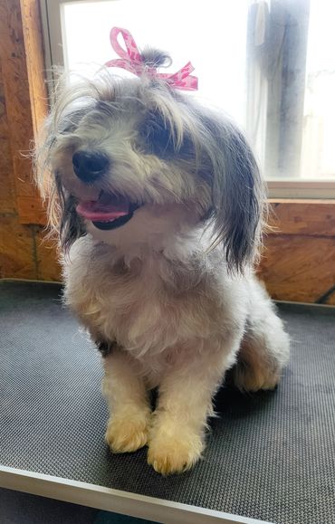 fluffy merle aussiedoodle wearing a pink hair bow