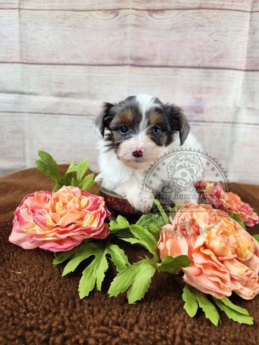 Blue eyed white puppy with blue merle ears laying down in roses