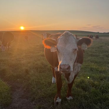 Hereford cow in the sunset