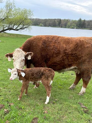 Hereford cow and heifer calf