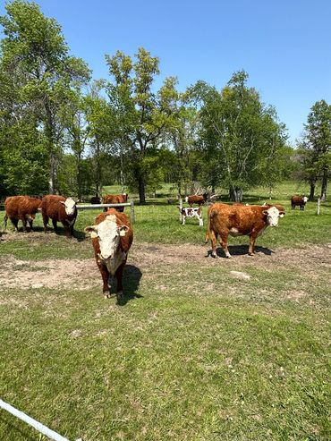 Hereford cows on pasture
