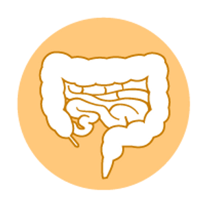 AGEs impact on the gut
