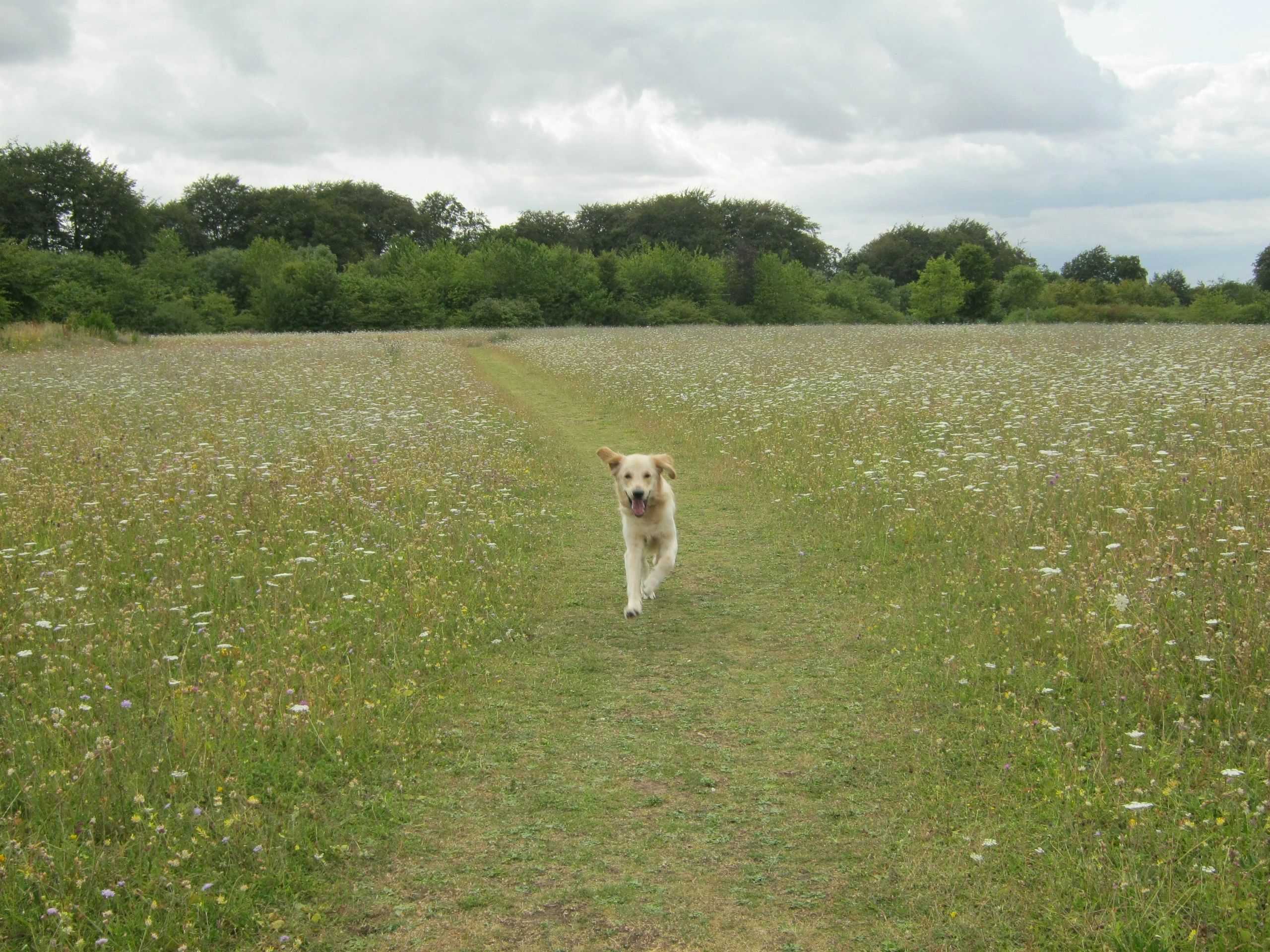 holybrooks dog walking