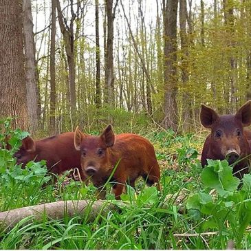 Pastured pigs