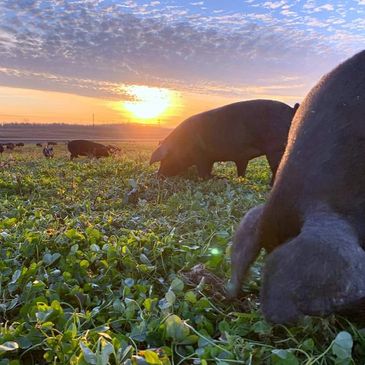 Pigs grazing in pasture