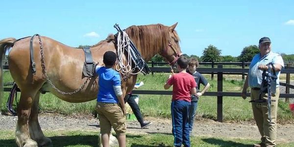 riding horse lesson