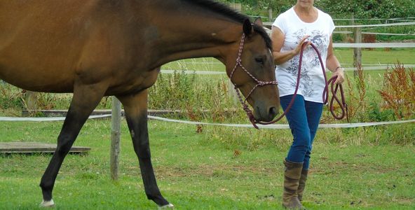 walking with a horse