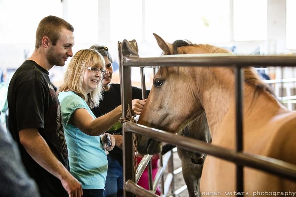 Mustang horse with family and volunteers. Public Event at Wild Horse Mountain Ranch in Sherwood, OR