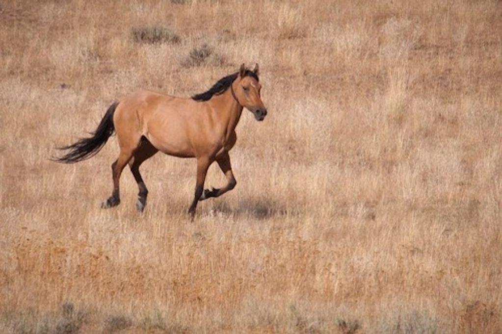 Wild mustang horse running on the Kiger Herd Management Area in Oregons Steens Mountains