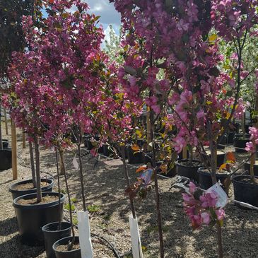 Tree supply and planting
