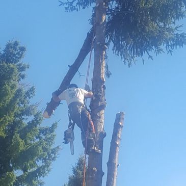 Tree Removal