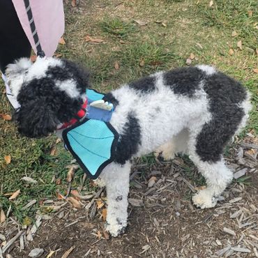 small black and white dog wearing dragon wings