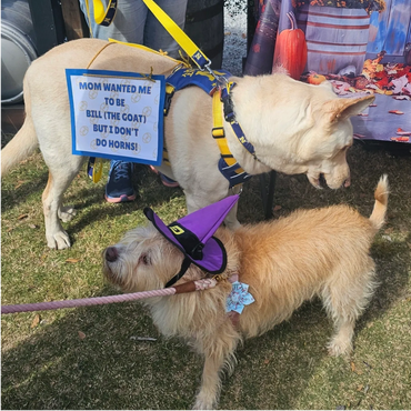 Two cream dogs, one large, one small