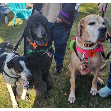 3 dogs on leases dressed up for Paws & Pints