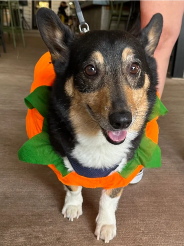 jackolantern dog