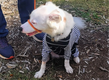 white dog in black and white striped costume